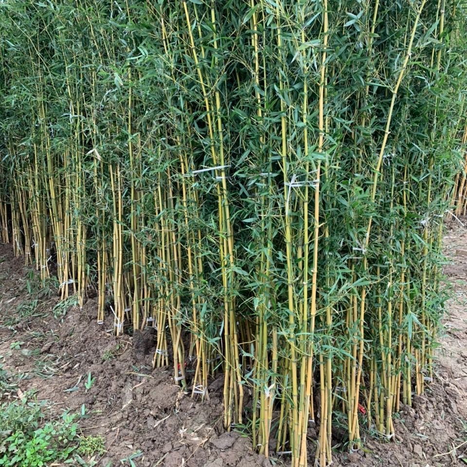 精选竹子苗庭院绿篱耐寒植物室内阳台盆栽紫竹苗四季常青绿化苗罗汉竹