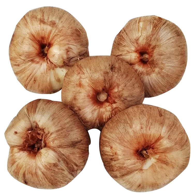 qcdd正宗藏红花种球种植番红花种苗种子西红花根盆栽自种秋冬开花种子