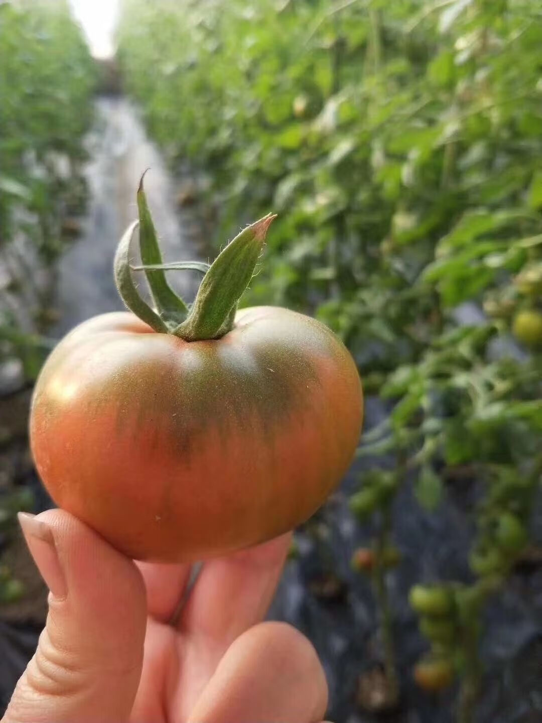 丹东铁皮柿子草莓西红柿新鲜水果东北皮球柿生吃番茄蔬菜 5斤特级果