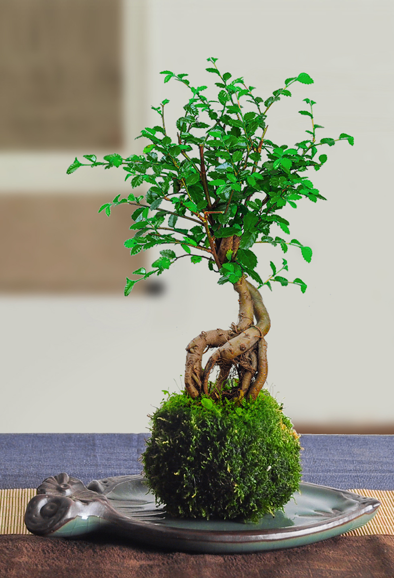 榆树提根植物苔藓球盆栽室内客厅桌面花卉小盆景四季常好养绿植苔藓球