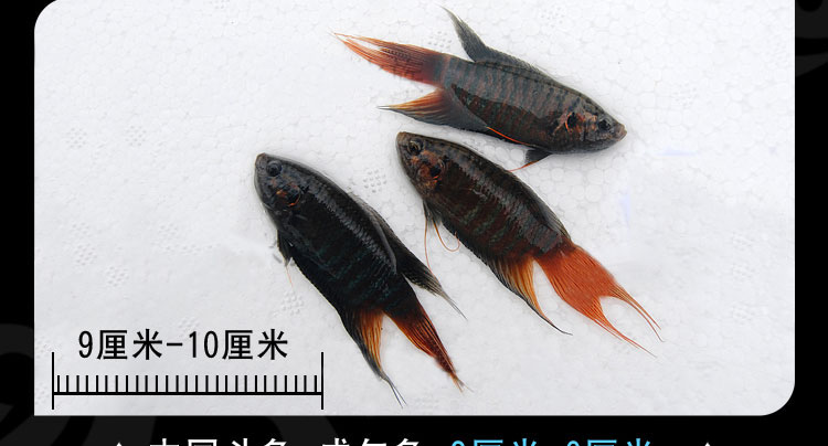 中國鬥魚活魚活體普叉冷水淡水觀賞魚旁皮婆叉尾耐養花手巾好養鬥魚苗