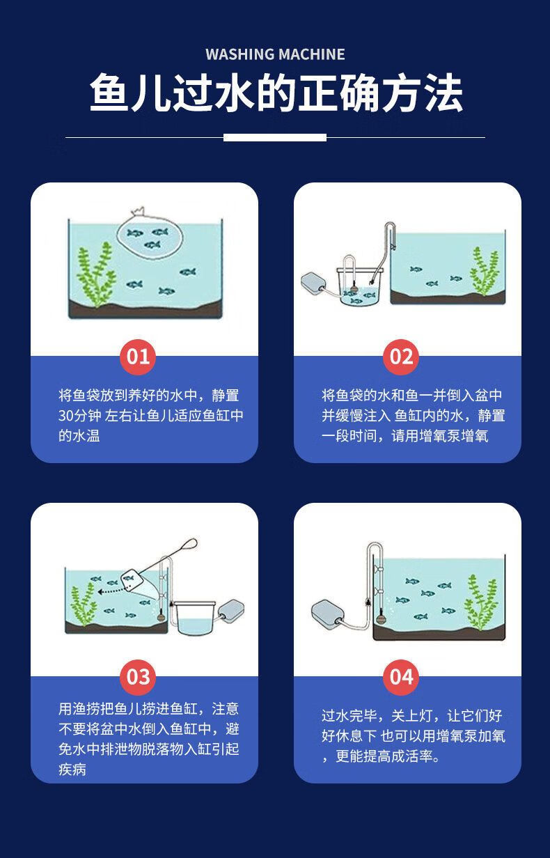 cmcm泰国进口罗汉鱼苗热带观赏鱼活体鸿运泰金花纹红德萨高爆头率
