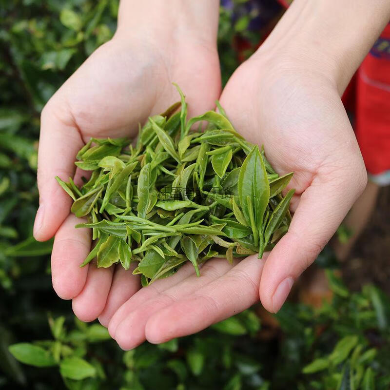 双山绿茶陕西青茶炒青茶茶叶商洛特产商南绿茶2021新茶春茶1包250克