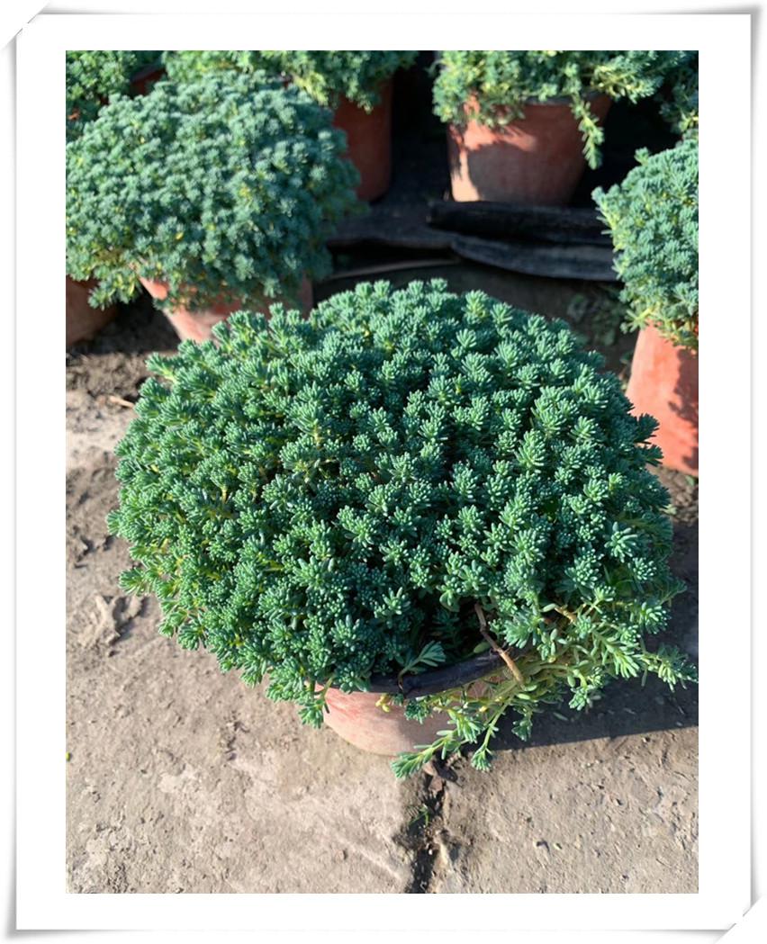 佛甲草金叶过路黄多年生中华景天蔓性常绿观叶植物黄金串吊兰 中华