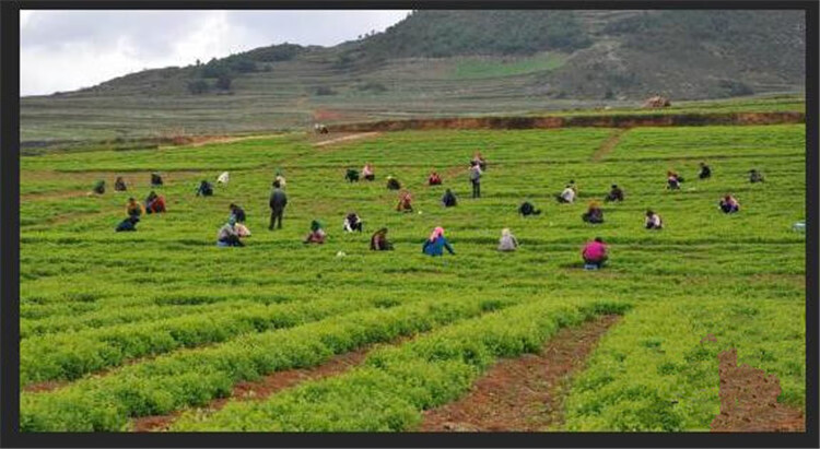 靠山庄 黄芪500克 野生特级新货甘肃岷县陇西生黄芪500g纯无硫北芪片