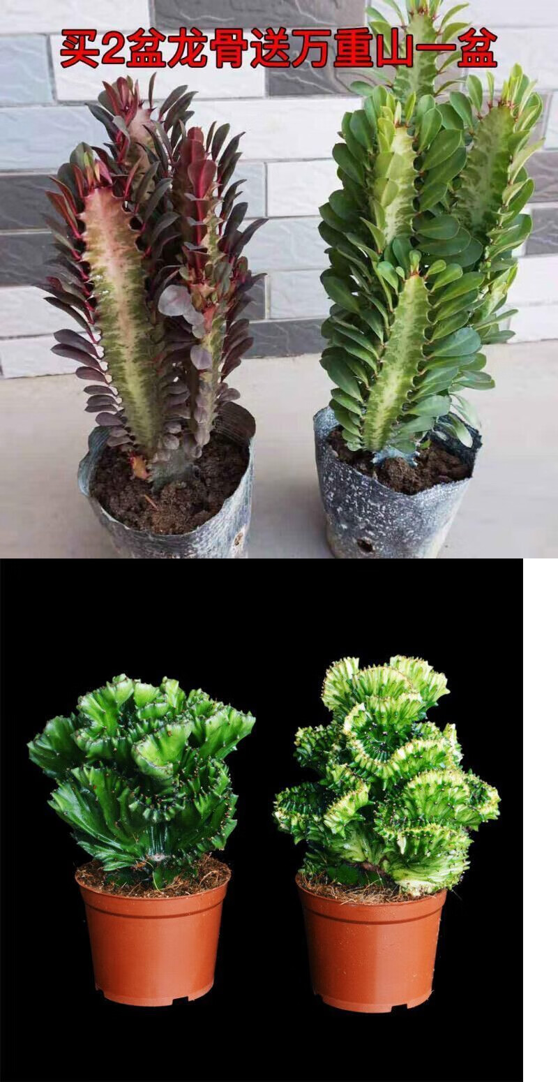 多肉植物彩麒麟盆栽仙人掌室内客厅花卉绿植盆栽玉麒麟五指山带盆种植