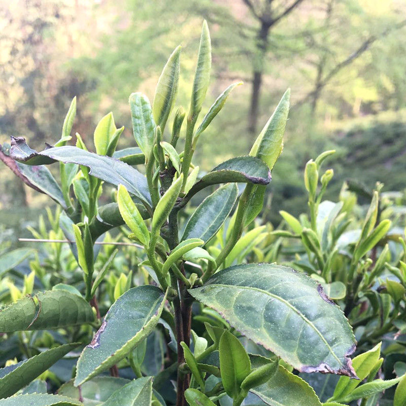 天柱弦月500g绿茶2021新茶天柱弦月潜山茶叶浓香型安徽安庆彭河玄月春