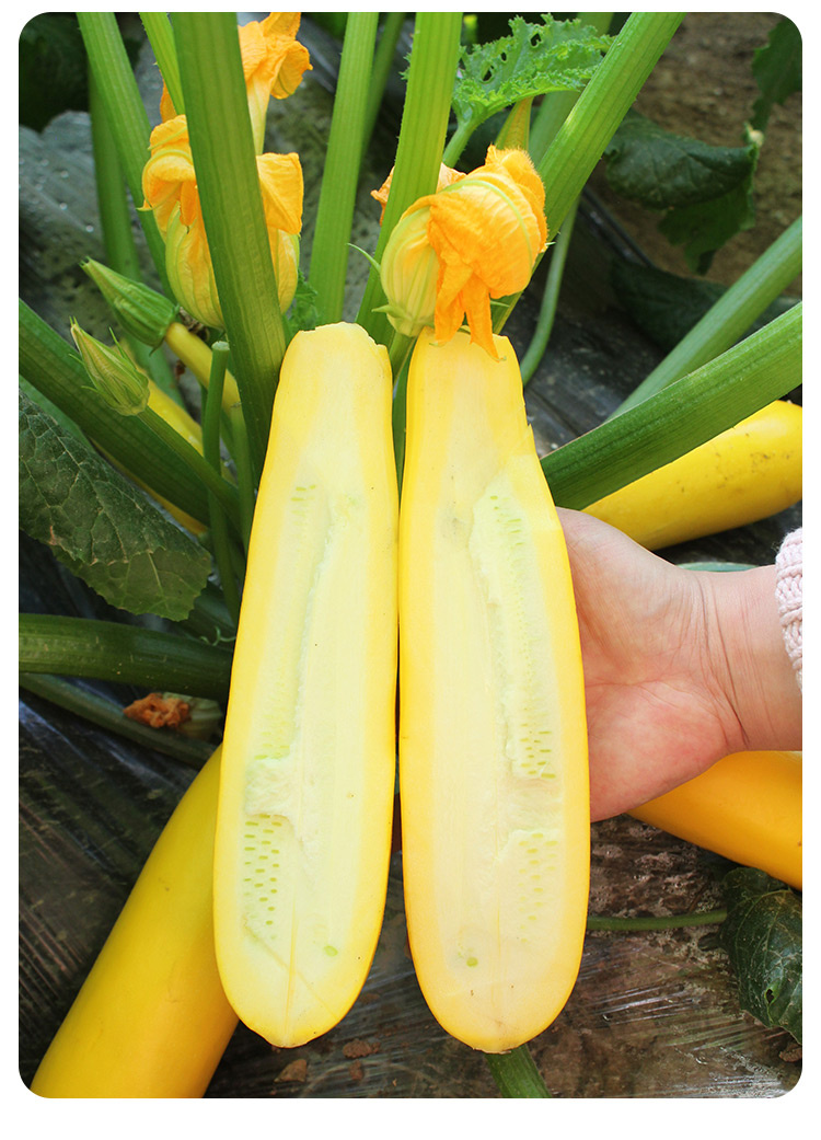香蕉西葫芦种子苗四季南方蔬菜种籽孑瓜苗秧秧苗水果黄西胡芦春季 黄