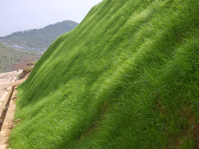 百喜草种子道路护坡水土保持牧草草籽公路堤坝绿化草坪种子进口百喜草