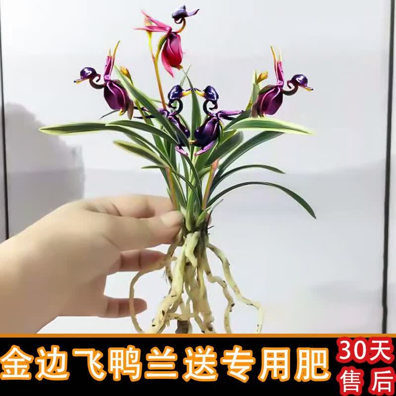 苗花卉边艺建兰四季兰草超香富贵临门2苗连体包活包开花裸根不带土