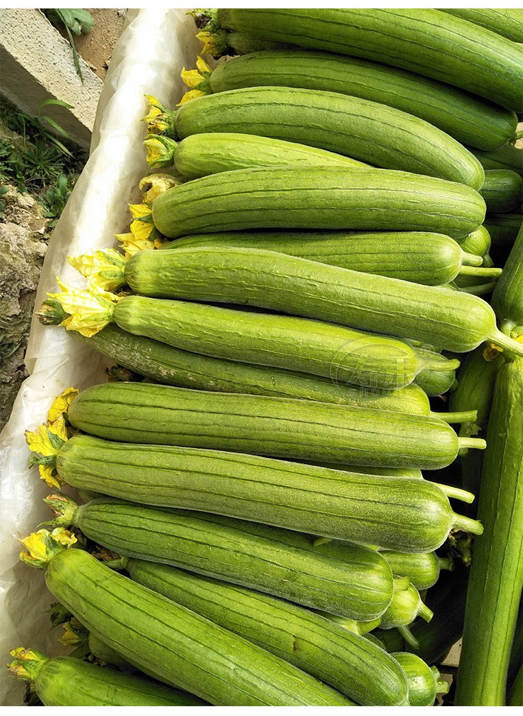 肉丝瓜种子早熟高产种籽春季蔬菜孑子春天短棒籽种新品种水瓜南方牛奶