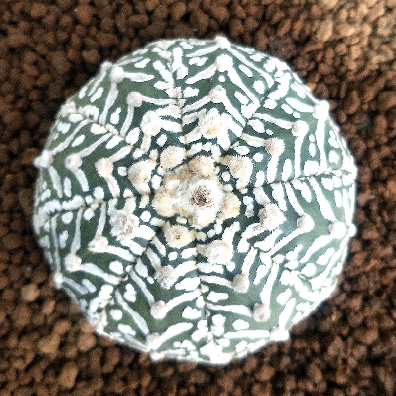 实生兜锦无刺仙人球多肉植物春夏开花适合窗台阳台容易养护紫皮星兜