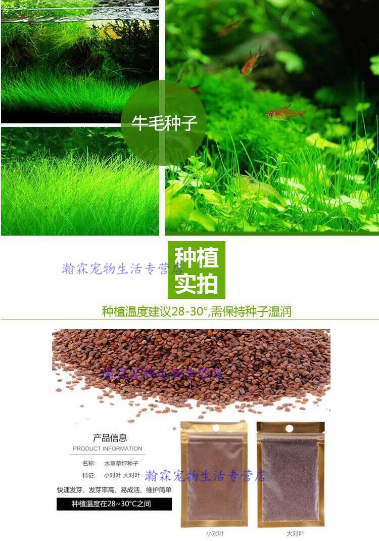 京选好物鱼塘水草种子伊乐藻轮叶黑藻养鱼虾草籽种子四季净化水质的