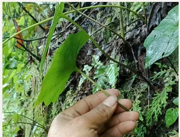 青天葵中药材独脚天揆 珍珠叶半边伞坠千斤独叶莲榈树花 【精选青天葵