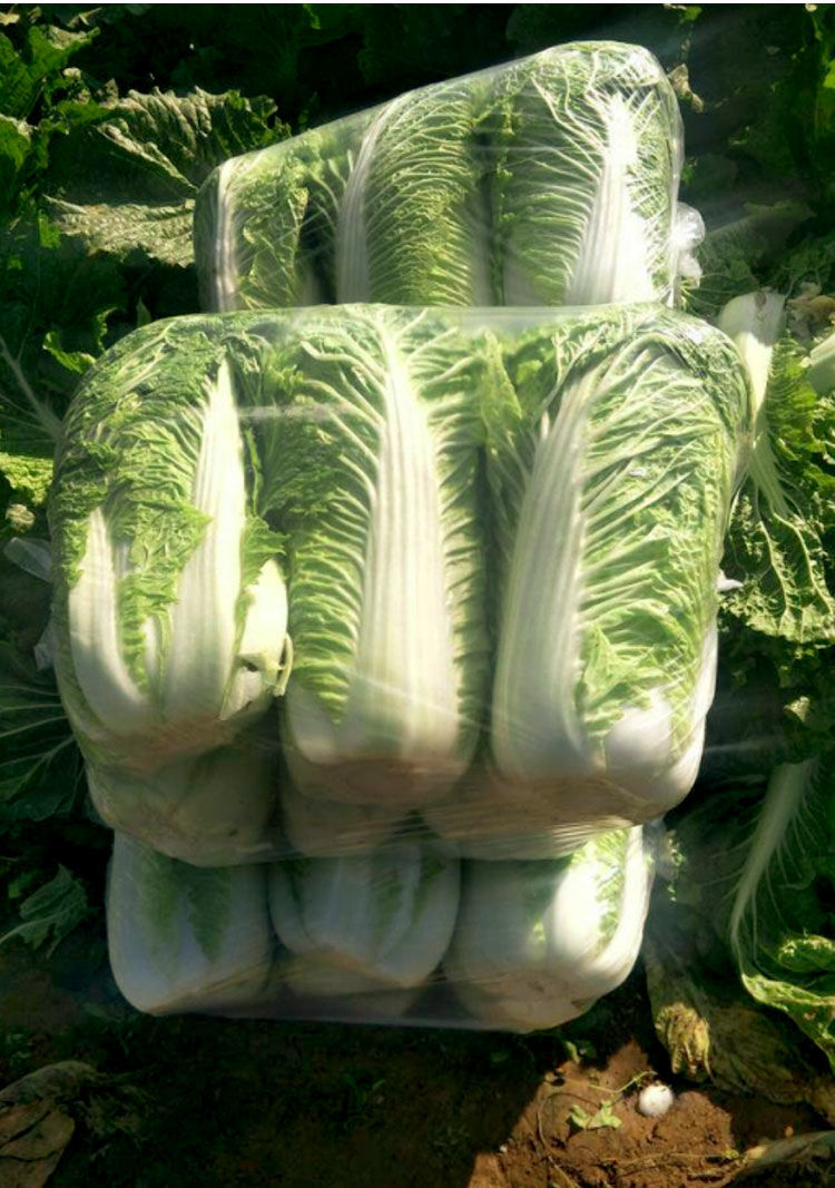 冬储王白菜种子越冬王抗烧心秋季种植越冬大白菜种子高产抗病冬储 -量