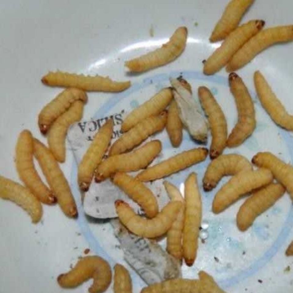 荣郁荣郁养殖厂玉米虫活体葡萄虫百灵活食蜜袋鼯变色金龙鱼高蛋白宠物