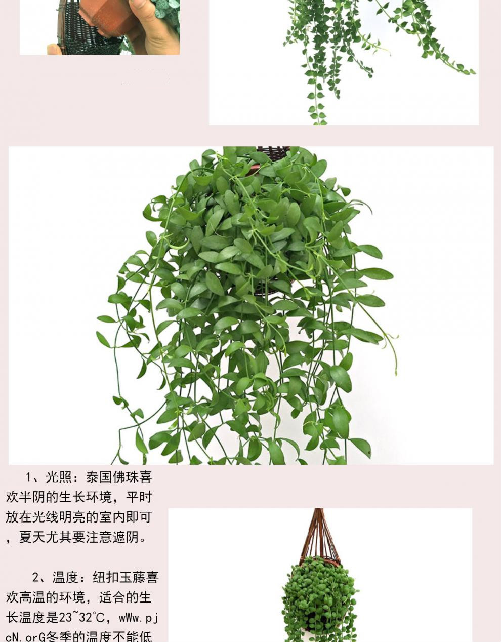 串钱腾吊兰百万心佛珠多肉情人泪猪笼草爱之蔓悬挂垂藤绿植 百万星 中