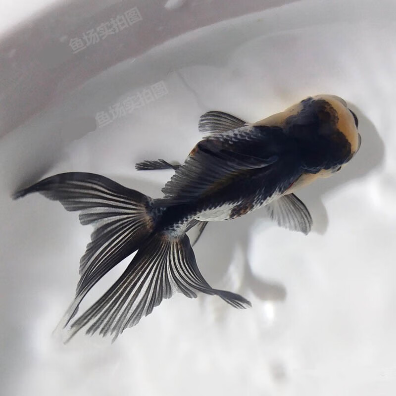 金鱼活体活鱼精品黑白狮子头三色活鱼观赏鱼冷水淡水鱼家养办公水族馆