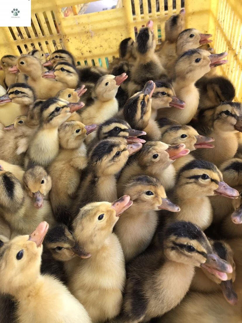 番鸭苗半大脱温黑白番鸭活苗旱鸭苗西洋鸭麻鸭 黑番鸭红脸鸭土鸭 灰鹅