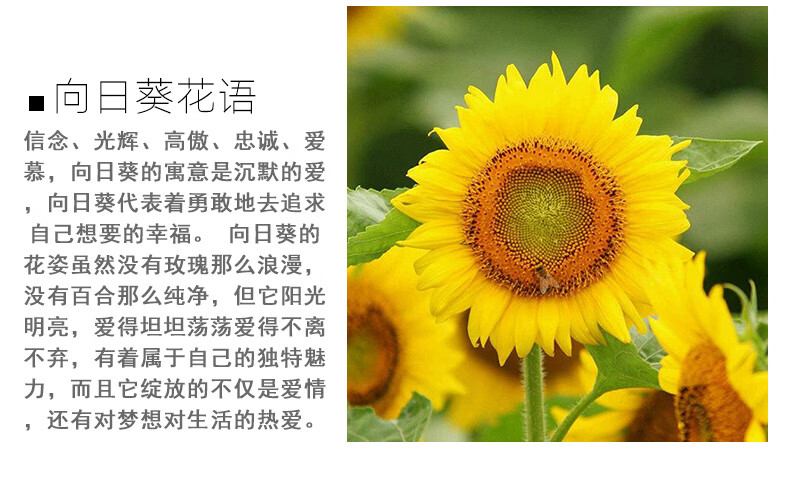 大型向日葵种子高产瓜子大粒饱满葵花原种美国矮大头油葵种籽特大美葵