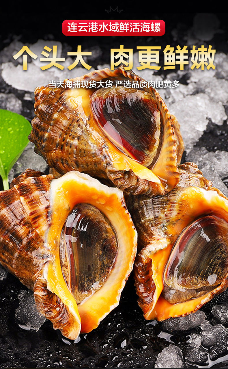 海螺鲜活新鲜超大当天捕捞螺海鲜水产惟纳德35只左右斤1斤装尝鲜装