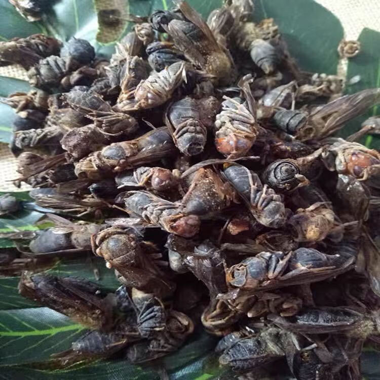 北京同仁堂原料马蜂干 中药材 泡酒大黄蜂 马蜂 葫芦蜂 50g内廷上用