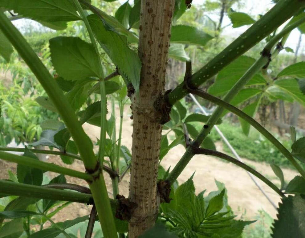 有仁堂鲜接骨草陆英中药八棱麻小接骨丹跌打扭伤接骨木1斤