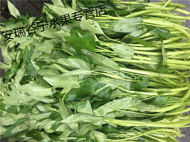 菜标 水蕹菜 新鲜蔬菜 菜苗1/2/3斤 新鲜菜标净重2斤【图片 价格 品牌