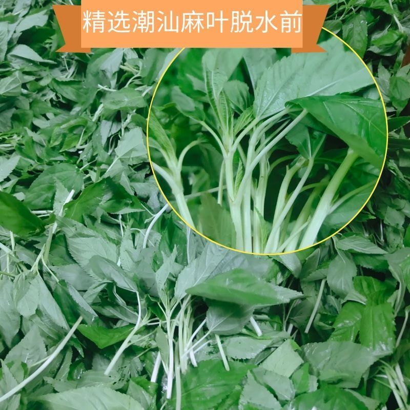 潮汕麻葉菜白麻葉紅麻葉脫水麻葉菜潮汕潮陽潮汕麻葉菜脫水麻葉菜真空