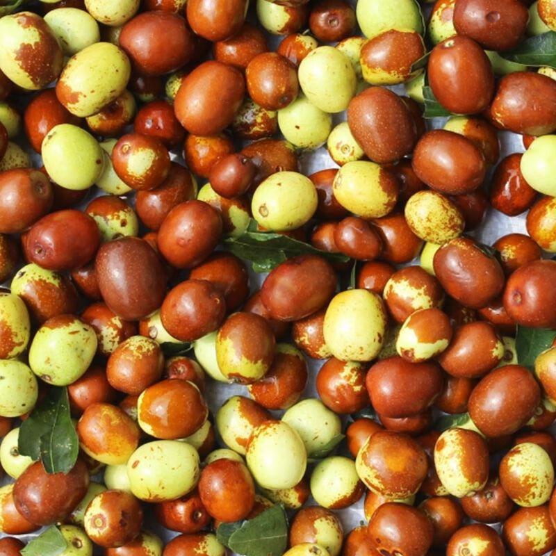 源外 山西野生酸枣现摘现发新鲜野生酸枣马牙枣小红枣酸甜可口500g