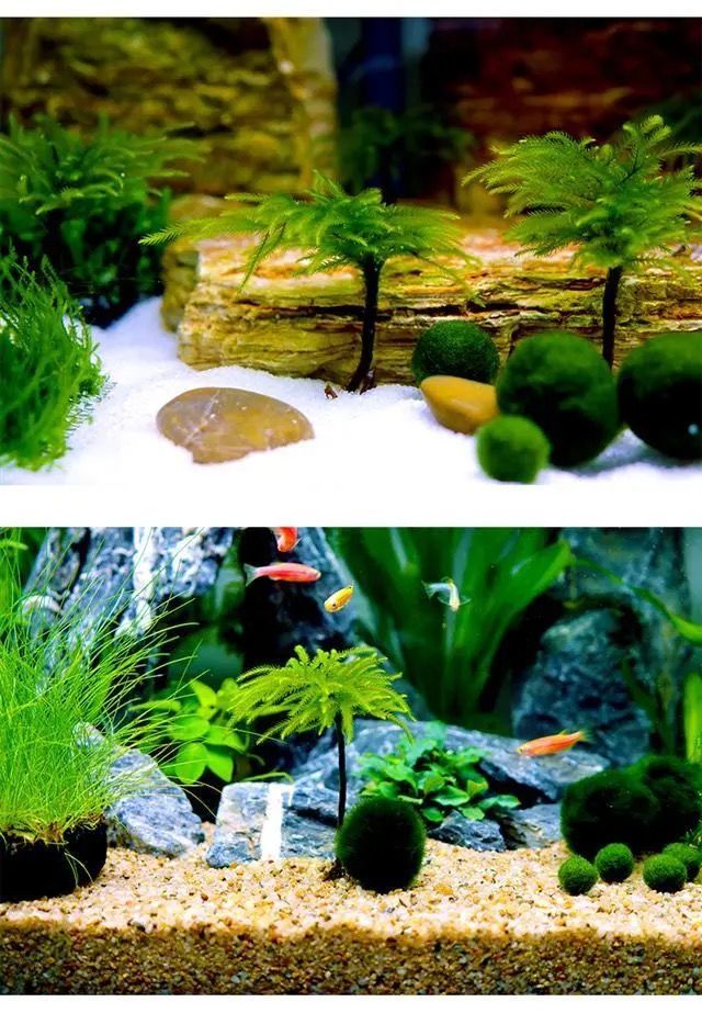 鱼缸水草鱼草万年藓水草活体耐活耐低温苔藓鱼缸水族箱生态瓶造景万年