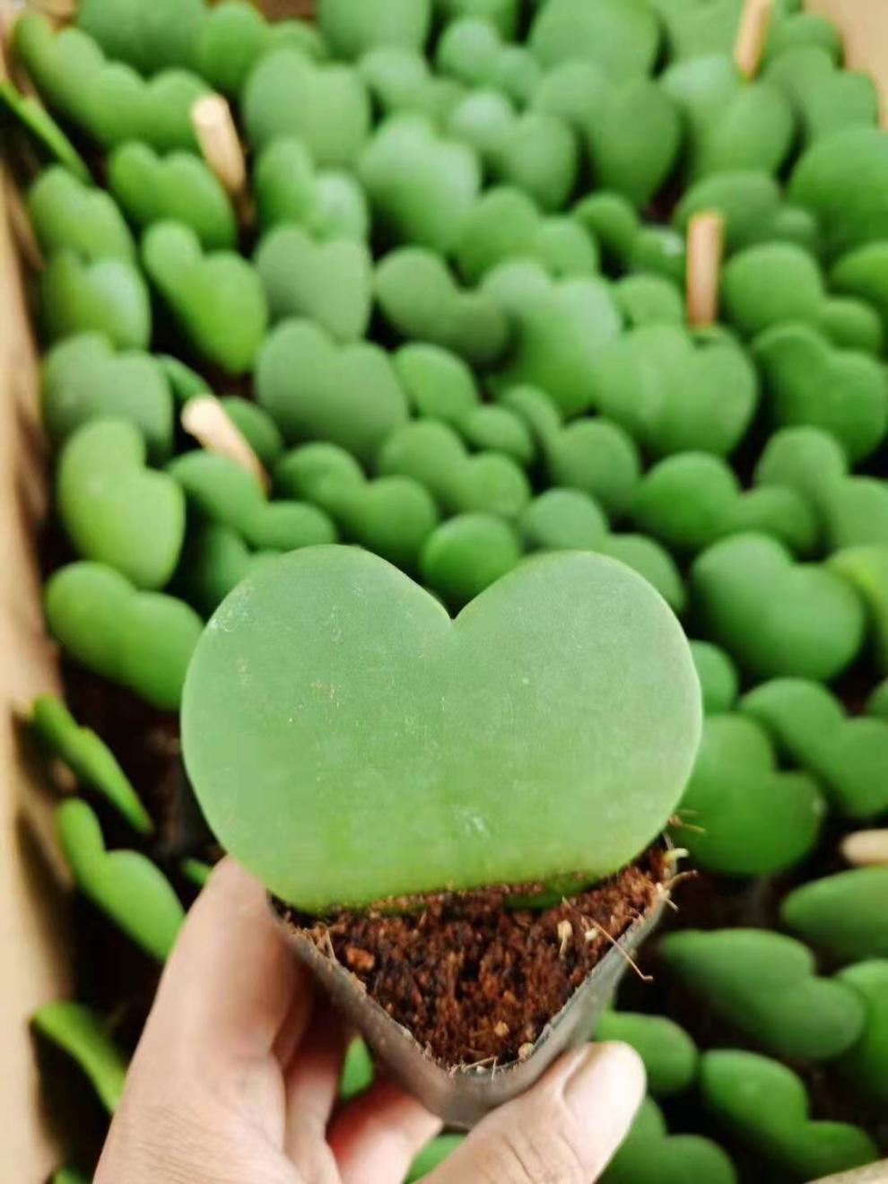 一片心多肉心叶球兰送女生日礼物绿植盆栽女神情人节520表白礼物无根