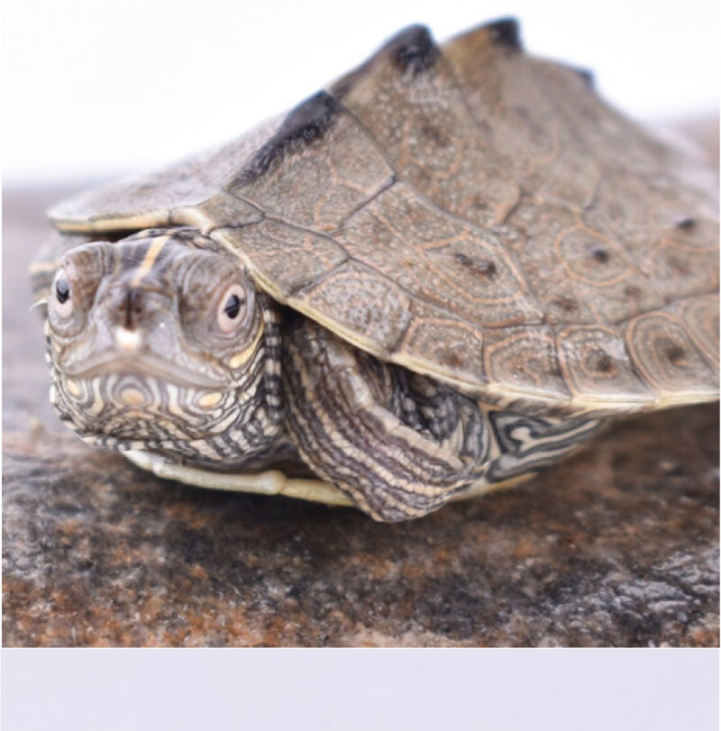 地图龟深水密西西比地图龟小乌龟活物宠物黑瘤活体观赏龟56厘米新手