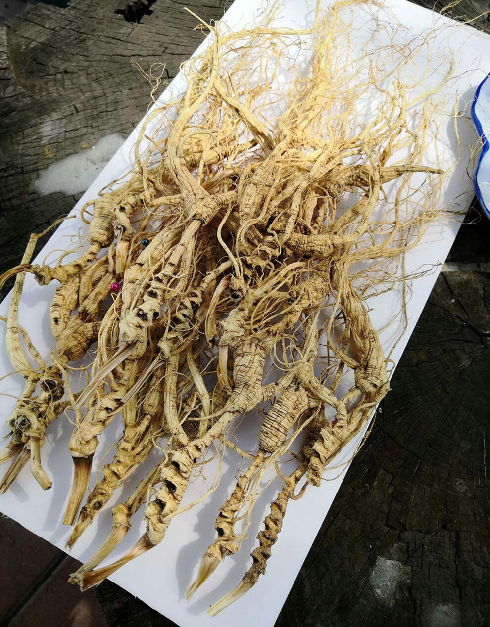 长白山野生人参30年伟博30年野山参干货池底残老山参长白山林下参野生