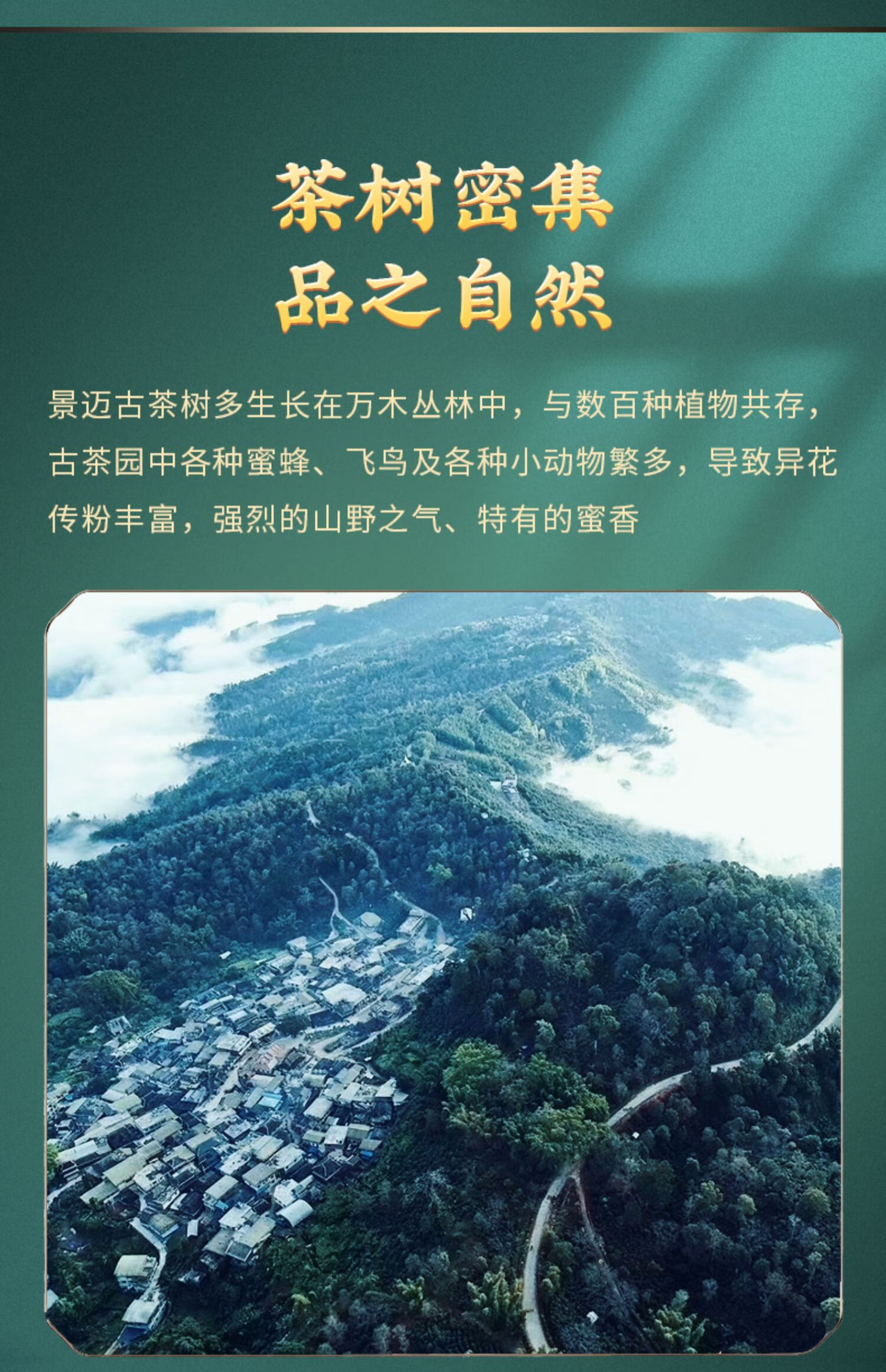 老茶客常喝云南景迈山五年陈香老树普洱熟茶七子饼茶502357g