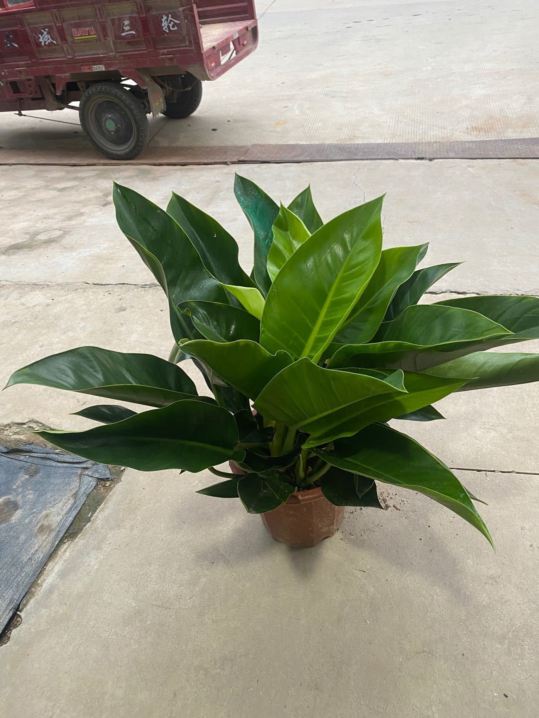 【送货上门】绿钻盆栽金钻蔓绿绒盆景办公室家居室内常绿植物清新空气