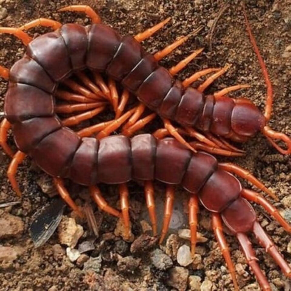海南间脚泰国红龙越南巨人少棘多棘宠物异宠爬宠爬虫蜈蚣活体霸气 间