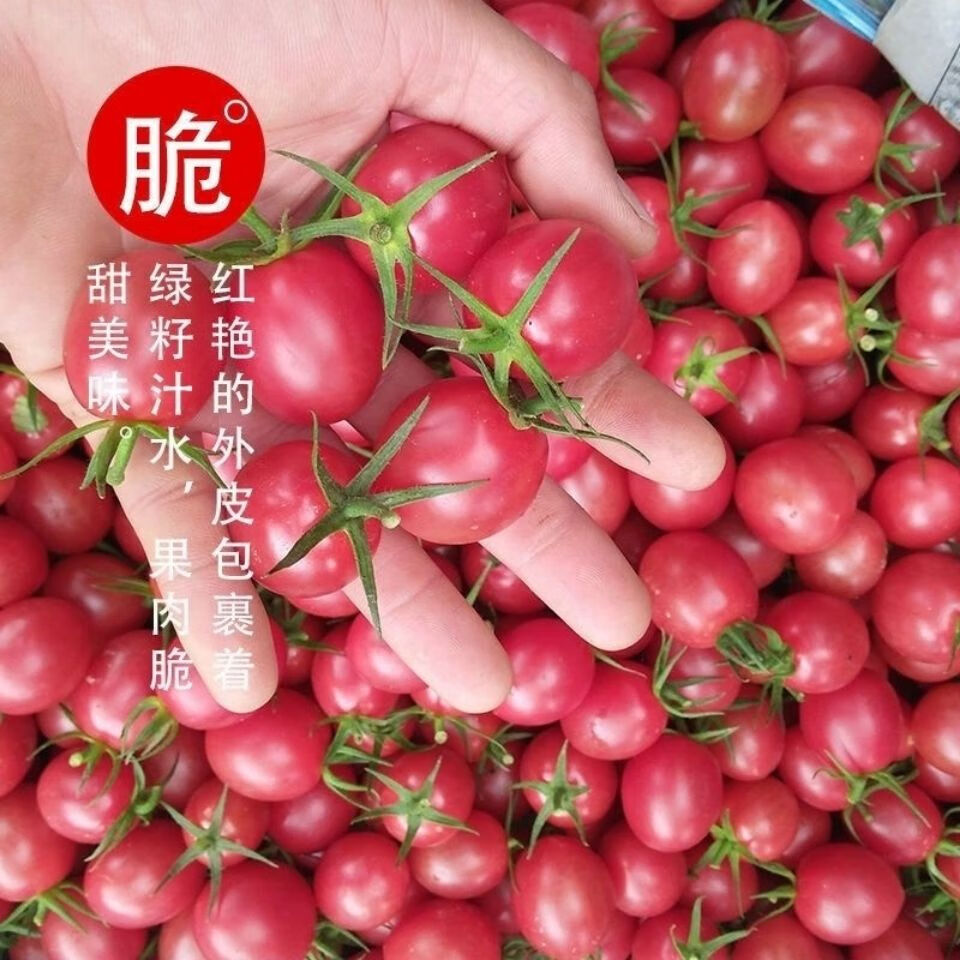 河南现摘现发粉色千禧圣女果小番茄新鲜水果蔬菜现摘樱桃小番茄 粉色1