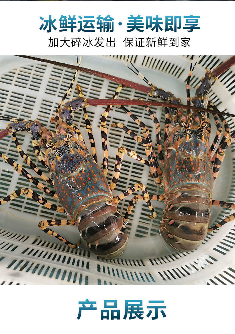 中华锦绣大龙虾鲜活澳洲花龙新鲜水产冰鲜海虾182斤1只装