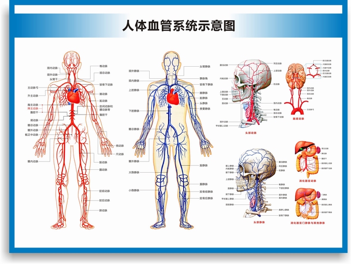 动脉静脉血管图血管系统图人体血液循环系统图头部四肢血管挂图 血管