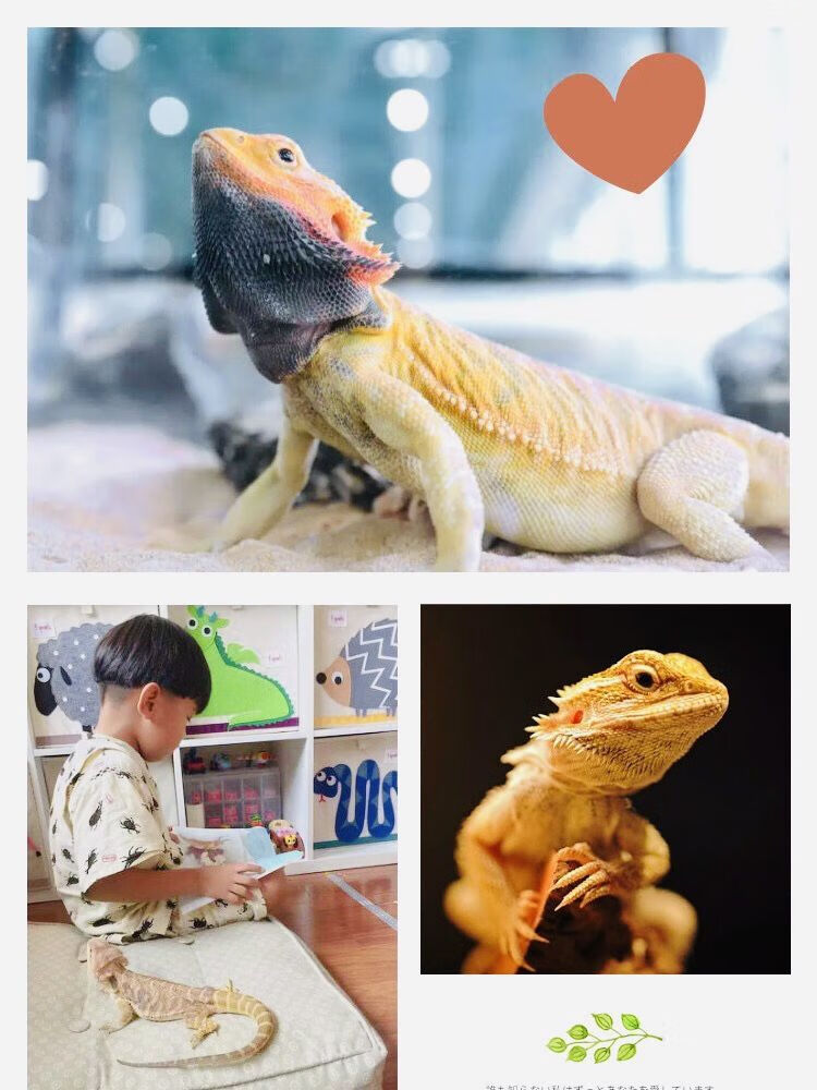 活的学生宠物鬃狮蜥活物大苗 橙黄橙红原色练手大苗(新手推荐)【图片
