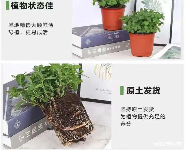 采缇886柠檬薄荷盆栽 薄荷苗净化空气水培室内清香 薄荷盆栽2颗+吸水盆