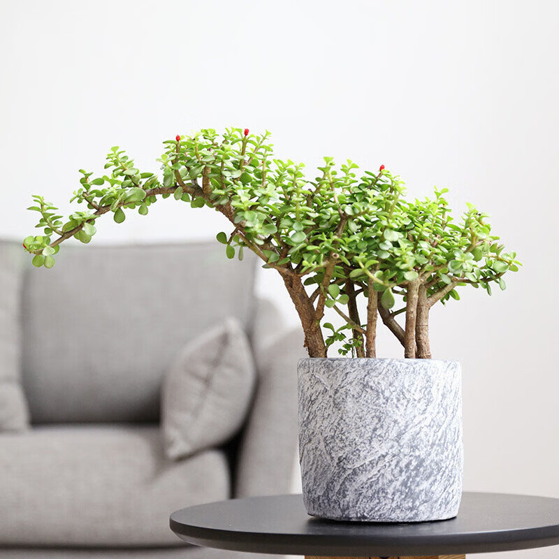 盆栽金叶丝绵木室内办公桌面绿植雅乐之舞易活植物s