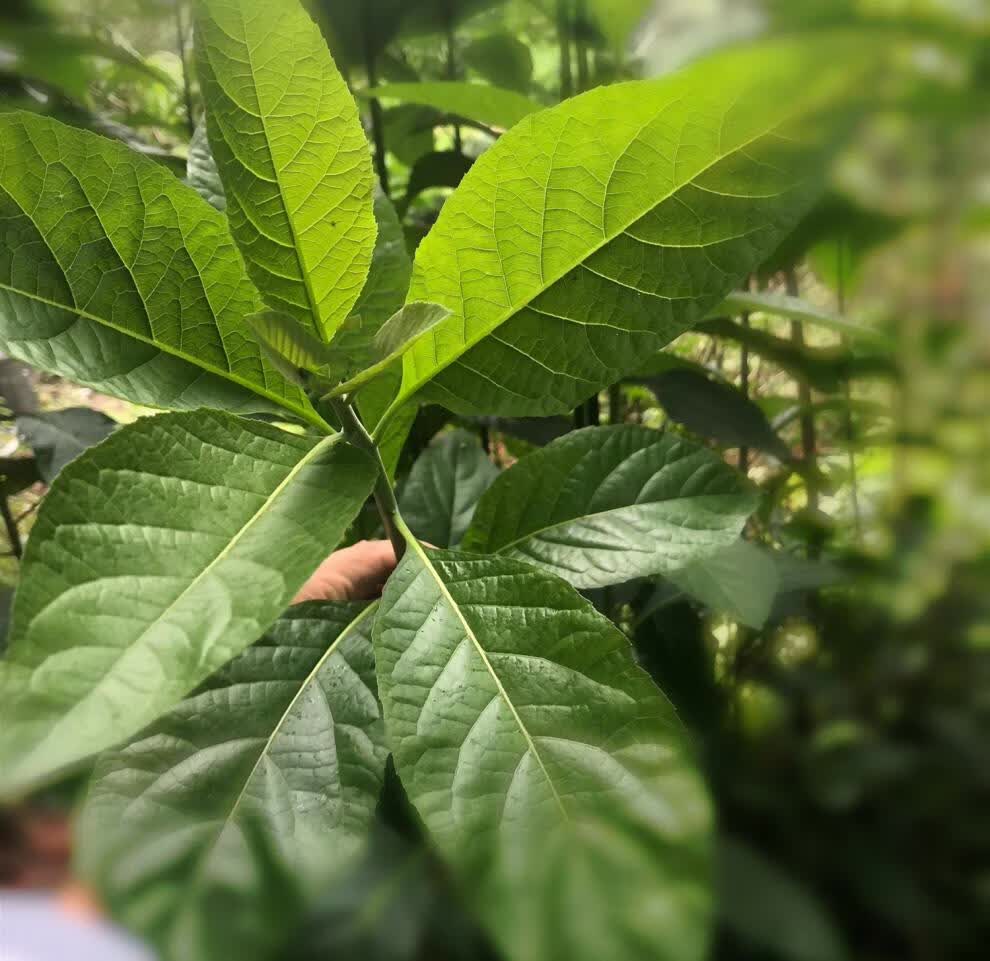 花姬正宗南叶盆栽南叶树苗绿植将军叶苦叶茶新鲜现