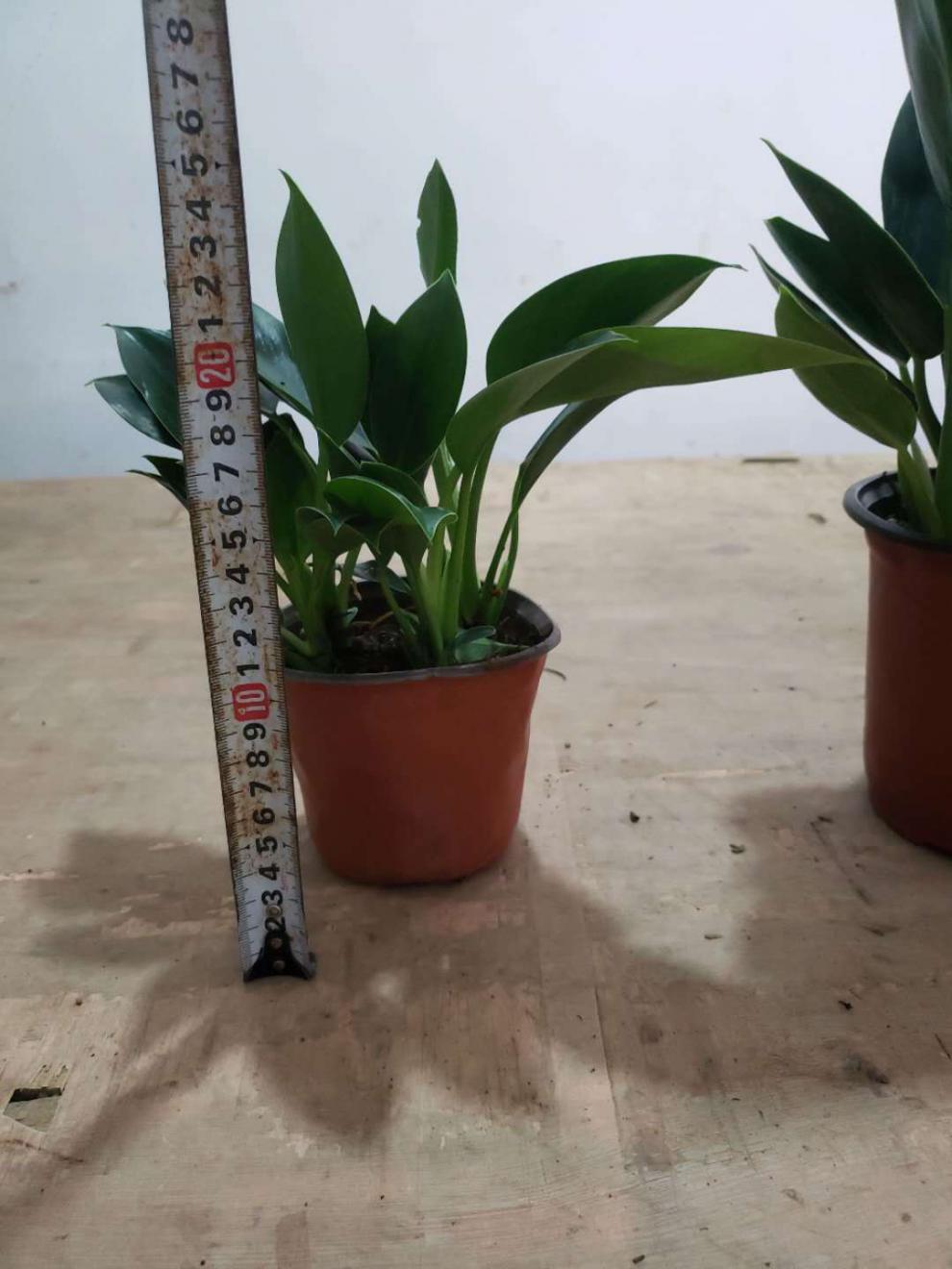 绿公主金钻旺宅吸毒王办公室内酒店盆栽四季常青绿植花卉 大金钻一盆