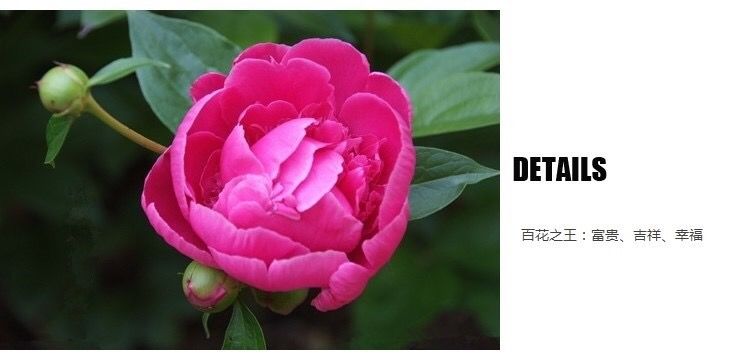 菏泽牡丹花苗销售基地地址