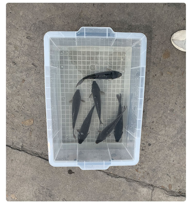 车载活鱼水箱 户外车载活鱼桶加厚塑料箱带盖密封运鱼箱水箱养鱼收纳
