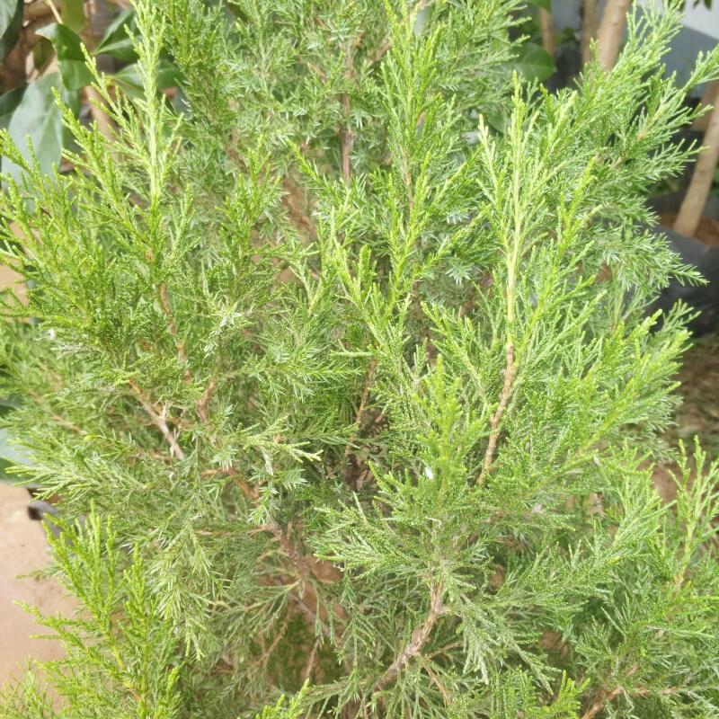 沫澄墓地松塔柏清明松树苗扫墓树苗松柏树苗扁侧柏桧柏柏树蜀桧宝塔松