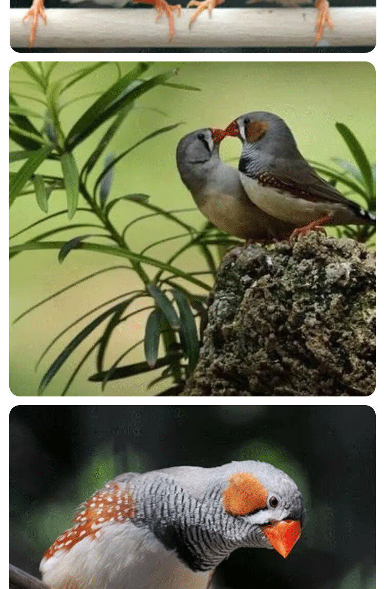 泽驭名宠 珍珠鸟活物一对家养宠物鸟类动物活体禾谷鸟白色灰色驼色