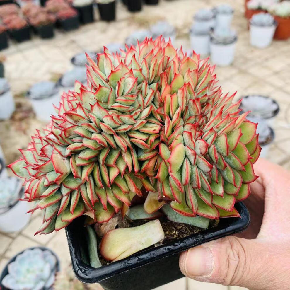 园艺月光女神缀化精品多肉新手好养殖多肉植物 月光女神缀化10厘米的